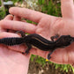 Black Night Female Leopard Gecko