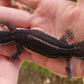 Black Night Female Leopard Gecko