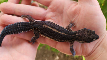 Black Night Female Leopard Gecko