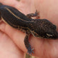 Black Night Female Leopard Gecko