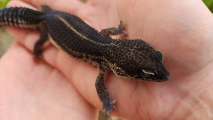 Black Night Female Leopard Gecko