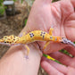 Inferno Clown Male Leopard Gecko