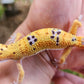 Inferno Clown Male Leopard Gecko