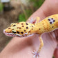 Inferno Clown Male Leopard Gecko