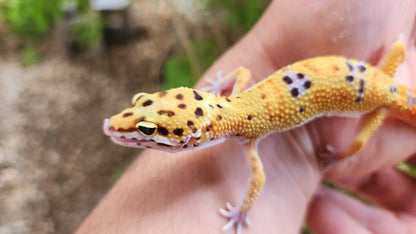 Inferno Clown Male Leopard Gecko