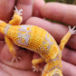 Blood Bold Tremper Albino Pos White and Yellow Male Leopard Gecko
