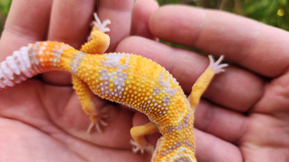 Blood Bold Tremper Albino Pos White and Yellow Male Leopard Gecko