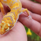 Blood Bold Tremper Albino Pos White and Yellow Male Leopard Gecko