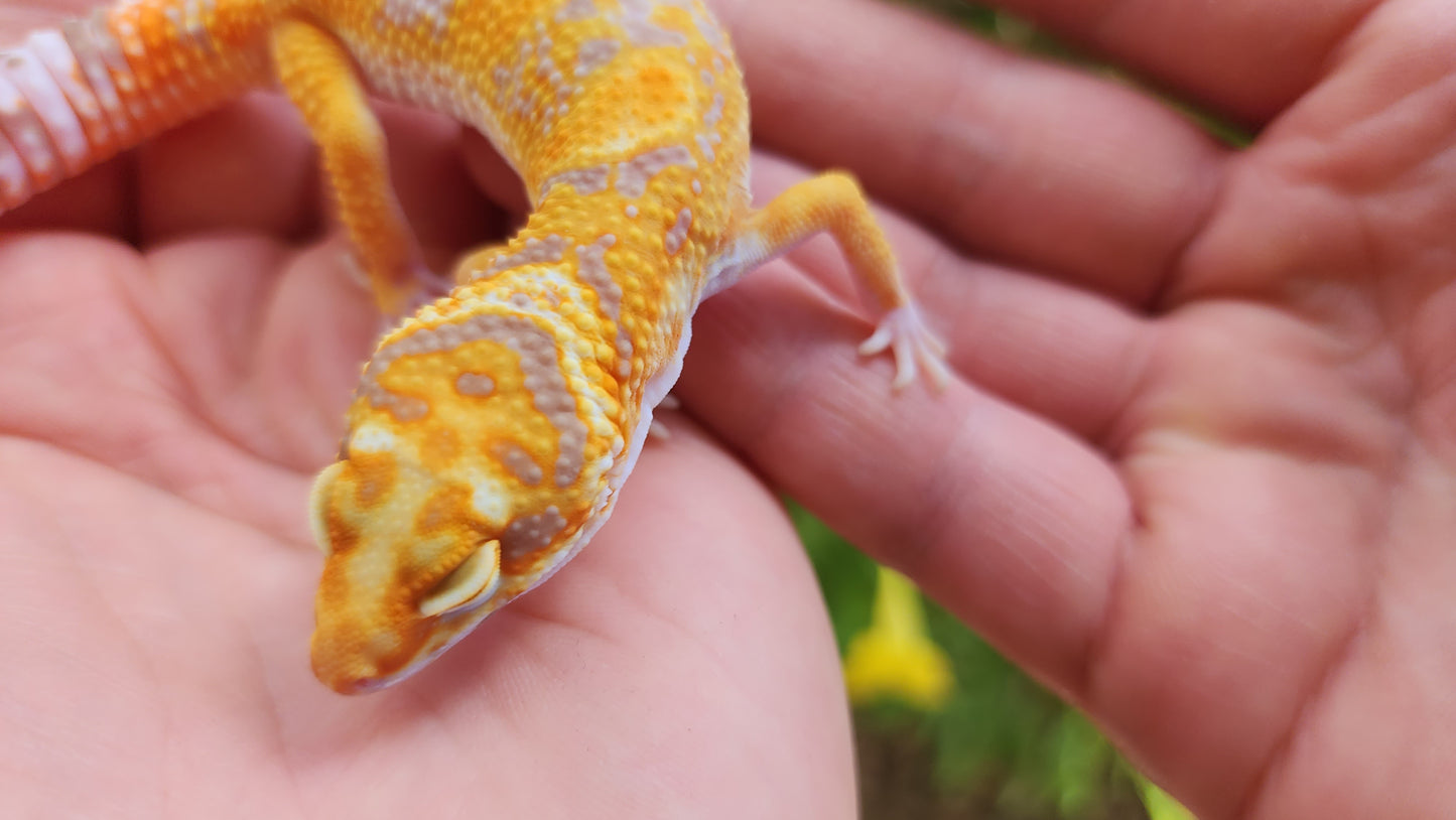 Blood Bold Tremper Albino Pos White and Yellow Male Leopard Gecko