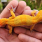 Mandarin Inferno Bold Male Leopard Gecko