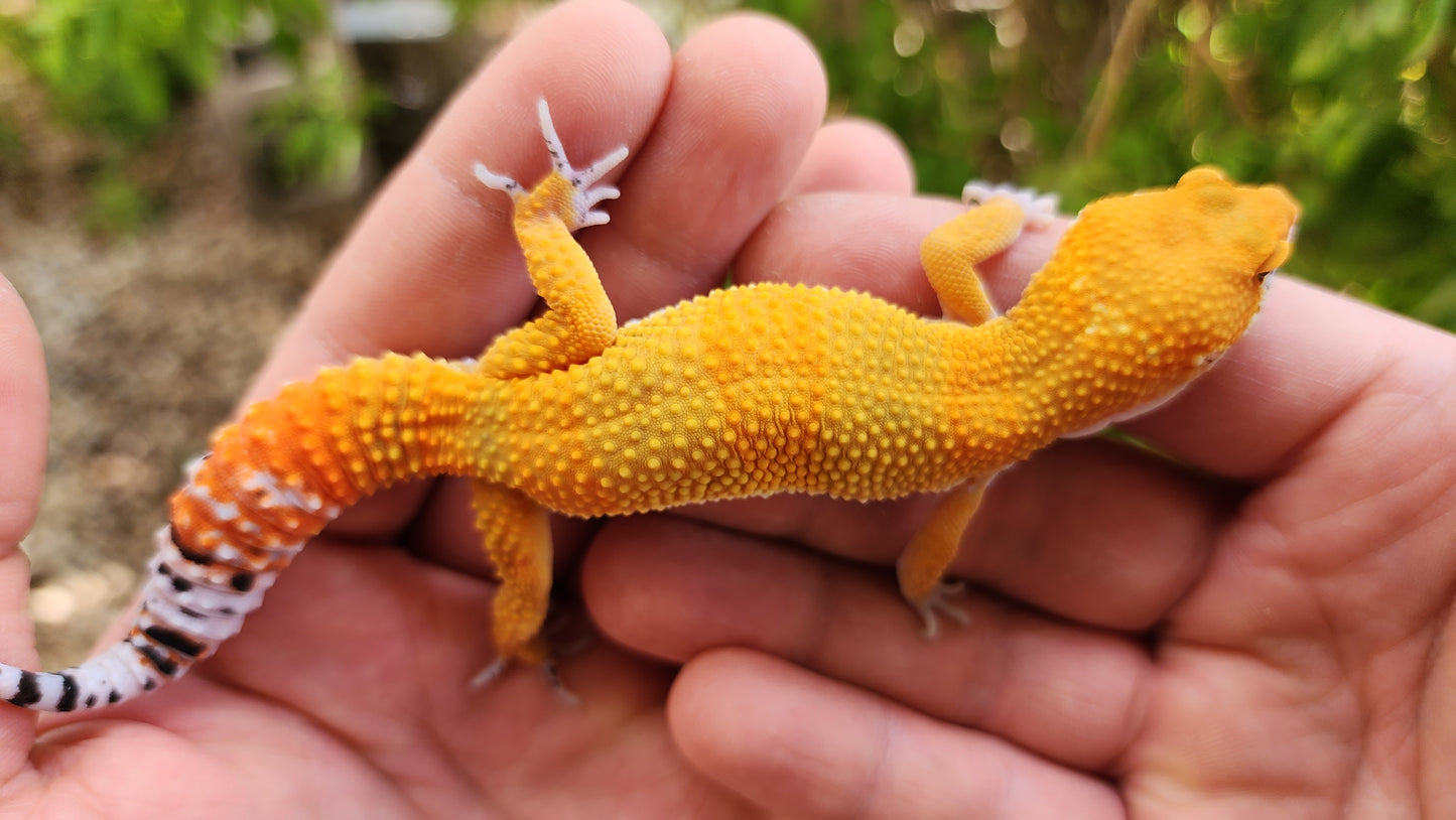 Mandarin Inferno Bold Male Leopard Gecko