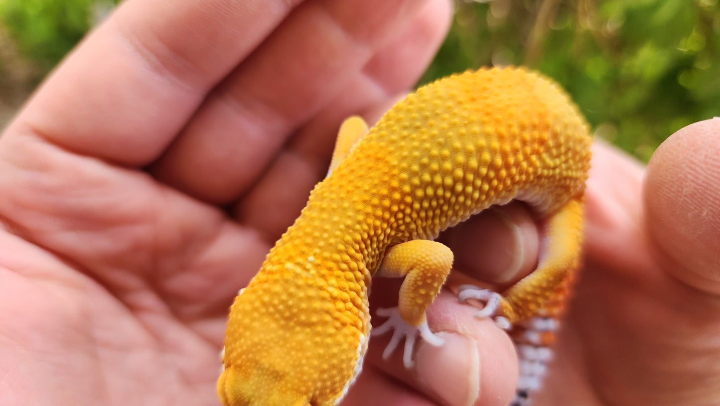 Mandarin Inferno Bold Male Leopard Gecko