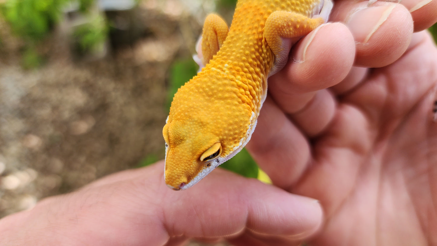 Mandarin Inferno Bold Male Leopard Gecko