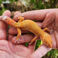 Mandarin Inferno Tremper Albino Male Leopard Gecko