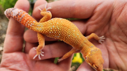 Mandarin Inferno Tremper Albino Male Leopard Gecko