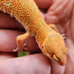 Mandarin Inferno Tremper Albino Male Leopard Gecko