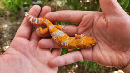 Mandarin Inferno Tremper Albino Male Leopard Gecko