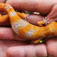Mandarin Inferno Tremper Albino Male Leopard Gecko