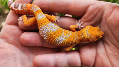 Mandarin Inferno Tremper Albino Male Leopard Gecko