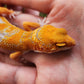 Mandarin Inferno Tremper Albino Male Leopard Gecko