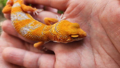 Mandarin Inferno Tremper Albino Male Leopard Gecko