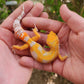 Mandarin Inferno Tremper Albino Male Leopard Gecko