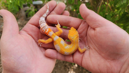 Mandarin Inferno Tremper Albino Male Leopard Gecko