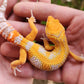 Mandarin Inferno Tremper Albino Male Leopard Gecko