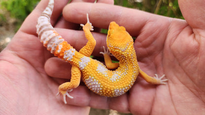 Mandarin Inferno Tremper Albino Male Leopard Gecko