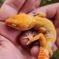 Mandarin Inferno Tremper Albino Male Leopard Gecko