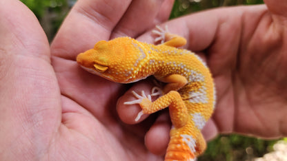 Mandarin Inferno Tremper Albino Male Leopard Gecko