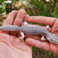 FREEZE Fasciolatus Super Snow Eclipse Male Leopard Gecko
