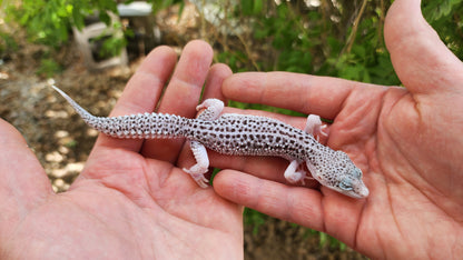 FREEZE Fasciolatus Super Snow Eclipse Male Leopard Gecko