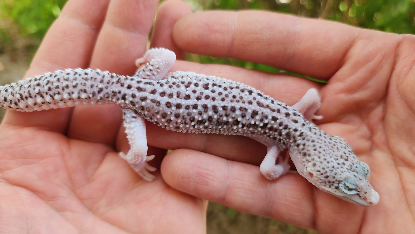 FREEZE Fasciolatus Super Snow Eclipse Male Leopard Gecko