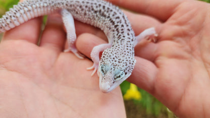 FREEZE Fasciolatus Super Snow Eclipse Male Leopard Gecko