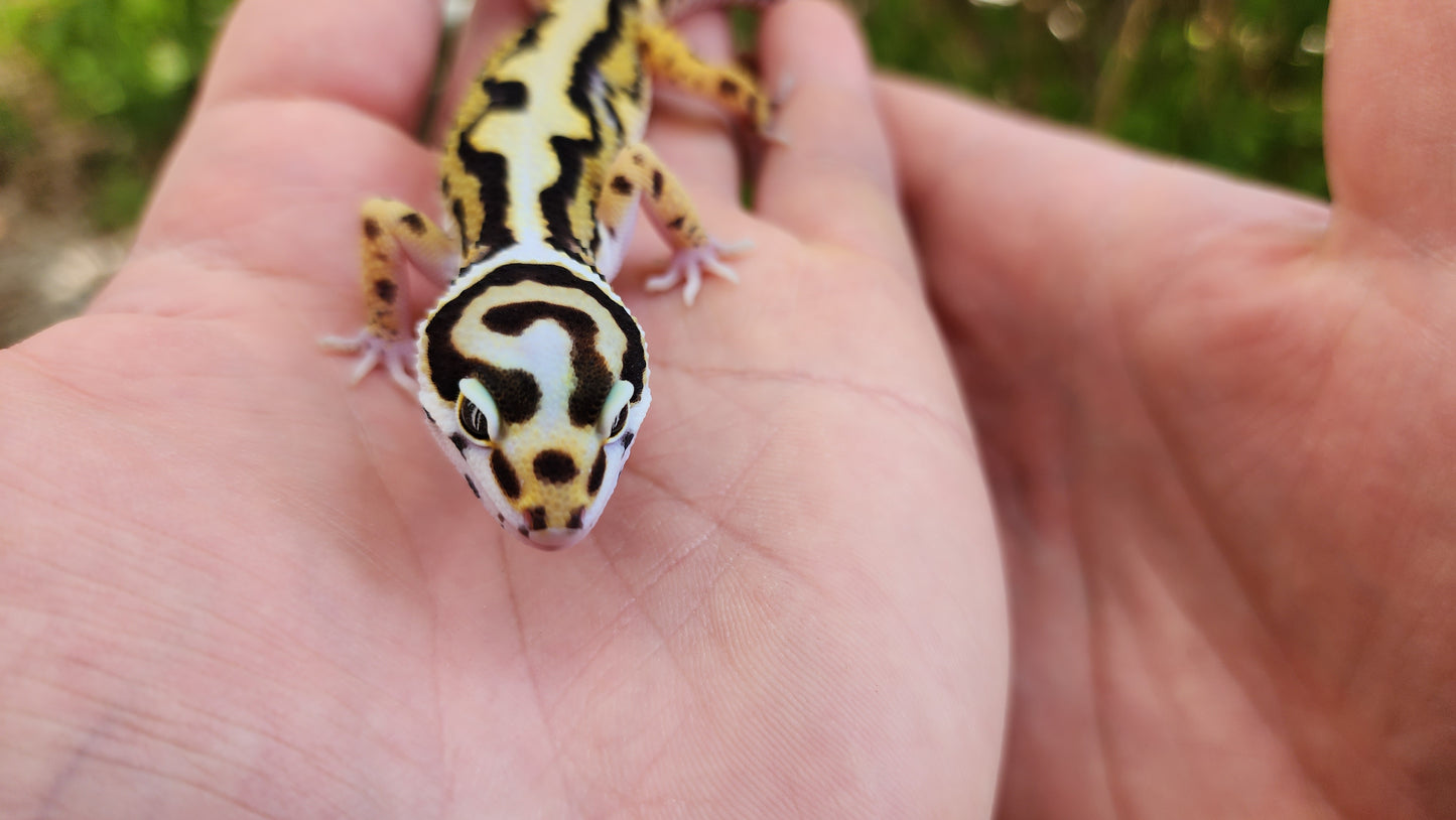 Drippy Boldstripe Hyper Xanthic White & Yellow Male Leopard Gecko