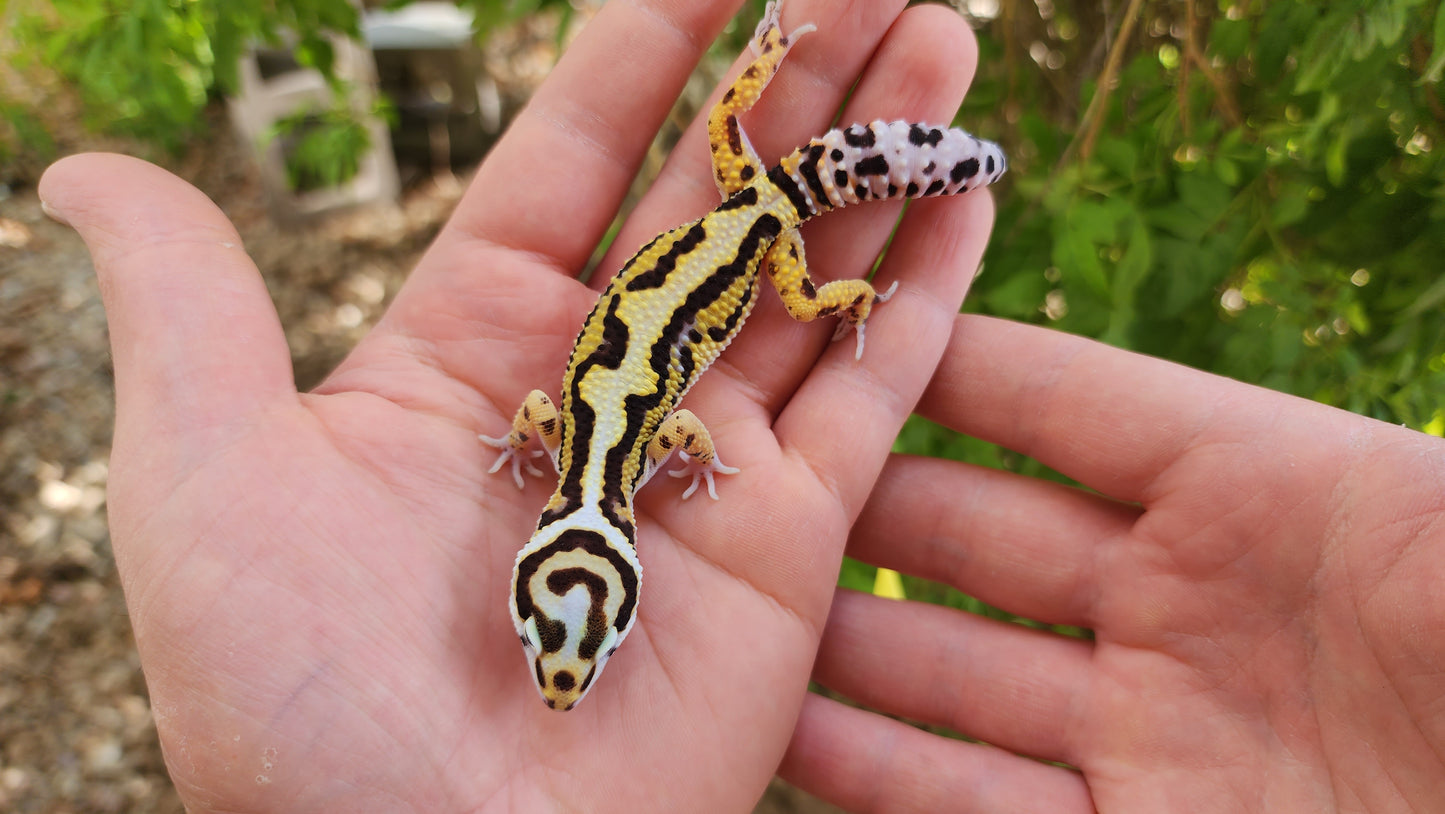 Drippy Boldstripe Hyper Xanthic White & Yellow Male Leopard Gecko
