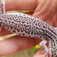 FREEZE Fasciolatus Super Snow Eclipse Male Leopard Gecko