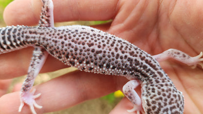 FREEZE Fasciolatus Super Snow Eclipse Male Leopard Gecko