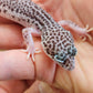 FREEZE Fasciolatus Super Snow Eclipse Male Leopard Gecko