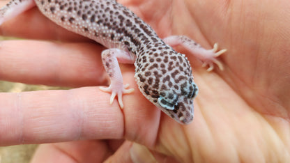 FREEZE Fasciolatus Super Snow Eclipse Male Leopard Gecko