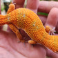 Mandarin Inferno Het Tremper Female Leopard Gecko