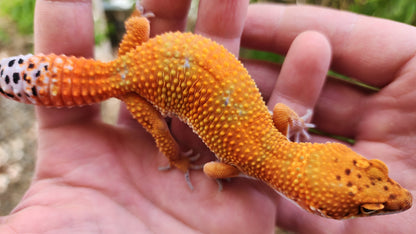Mandarin Inferno Het Tremper Female Leopard Gecko