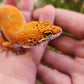 Mandarin Inferno Het Tremper Female Leopard Gecko