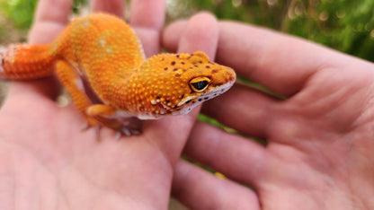 Mandarin Inferno Het Tremper Female Leopard Gecko