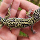 Afghanicus Mack Snow Male Leopard Gecko