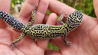 Afghanicus Mack Snow Male Leopard Gecko