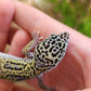 Afghanicus Mack Snow Male Leopard Gecko