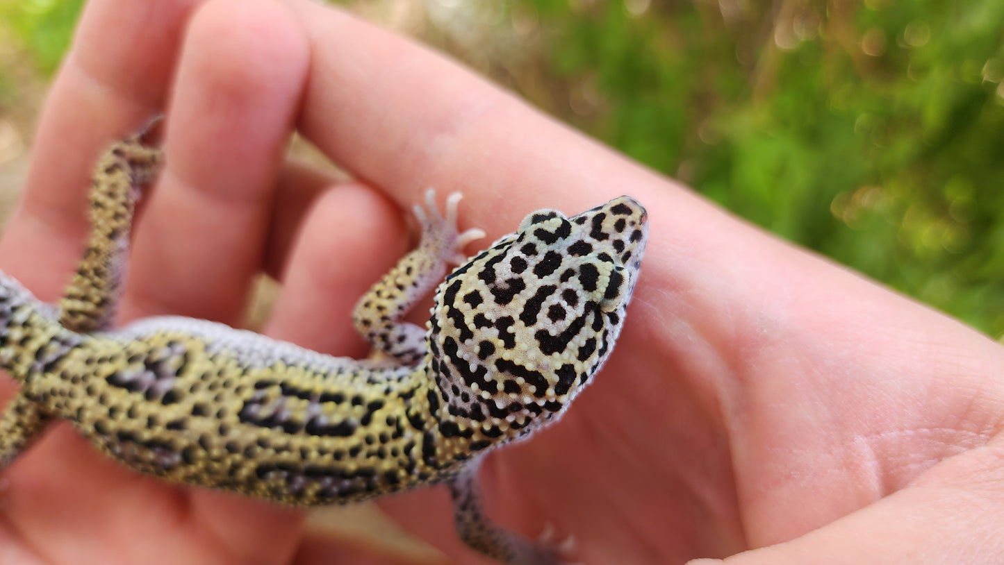 Afghanicus Mack Snow Male Leopard Gecko