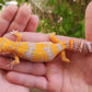 Mandarin Inferno Tremper Albino
